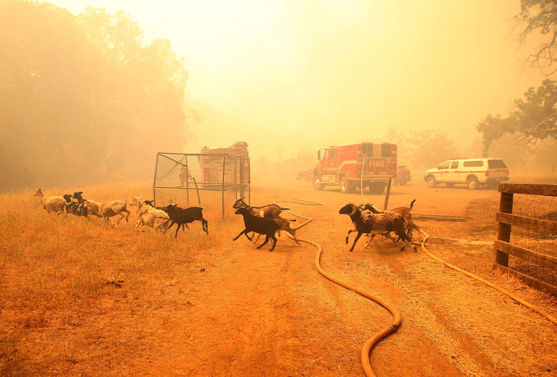 Illustration for article titled California Burning: Dramatic Photos Of Firefighters In Action